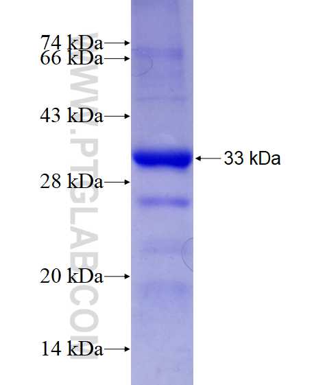 GRIA1 fusion protein Ag28932 SDS-PAGE