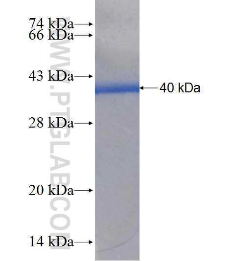 GRIA1 fusion protein Ag21502 SDS-PAGE