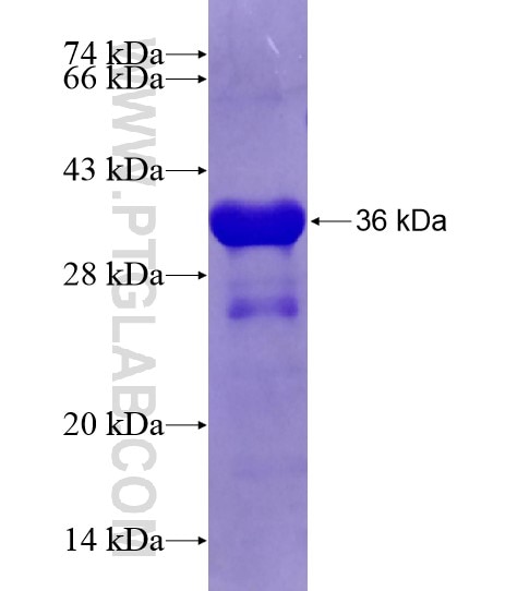 GRIA2 fusion protein Ag20353 SDS-PAGE