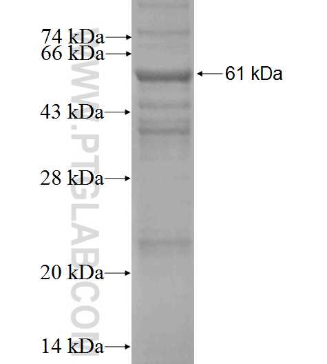 GRIA2 fusion protein Ag2662 SDS-PAGE