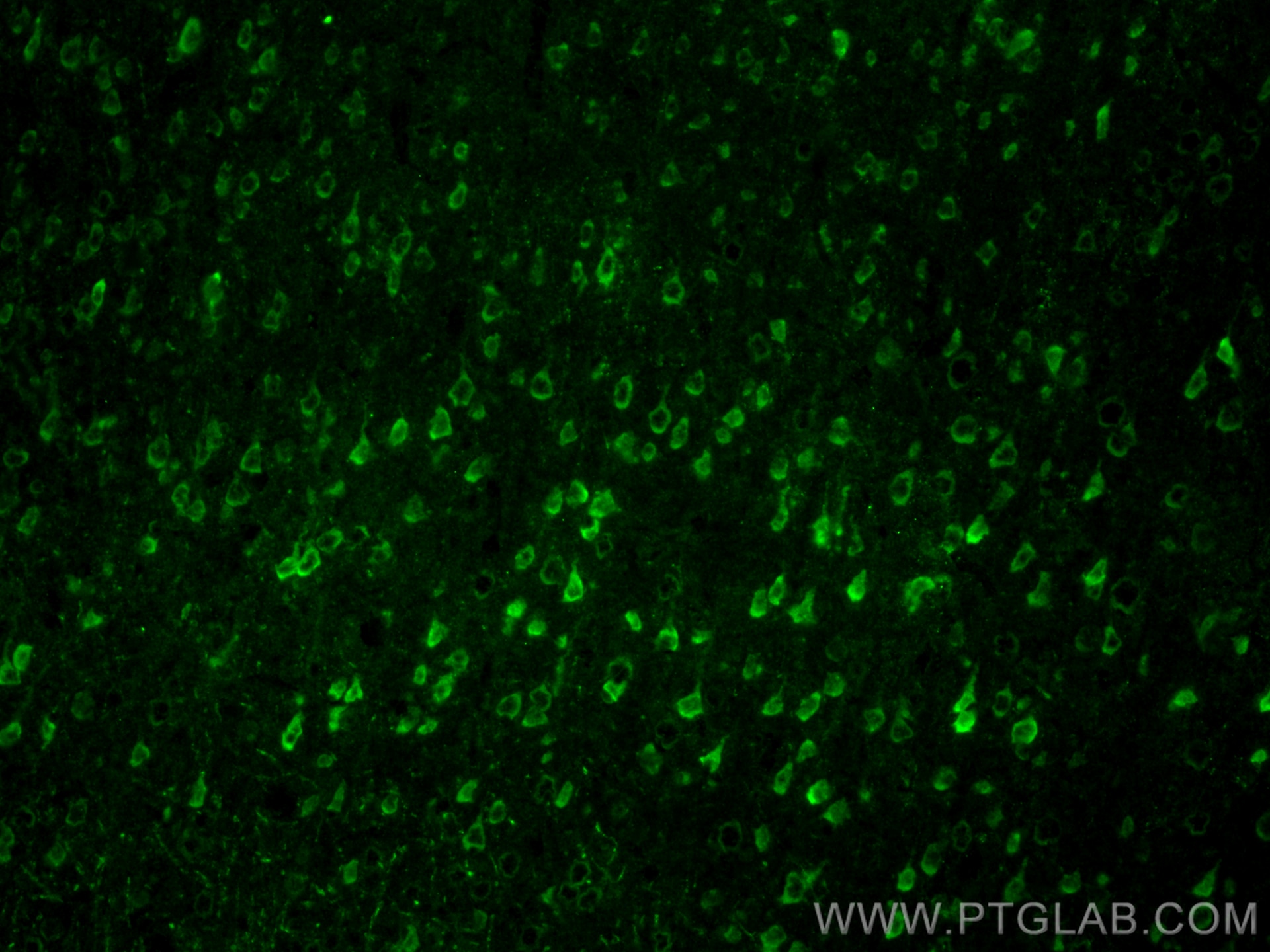 Immunofluorescence (IF) / fluorescent staining of mouse brain tissue using Glutamate receptor 3/GluA3 Polyclonal antibody (29588-1-AP)