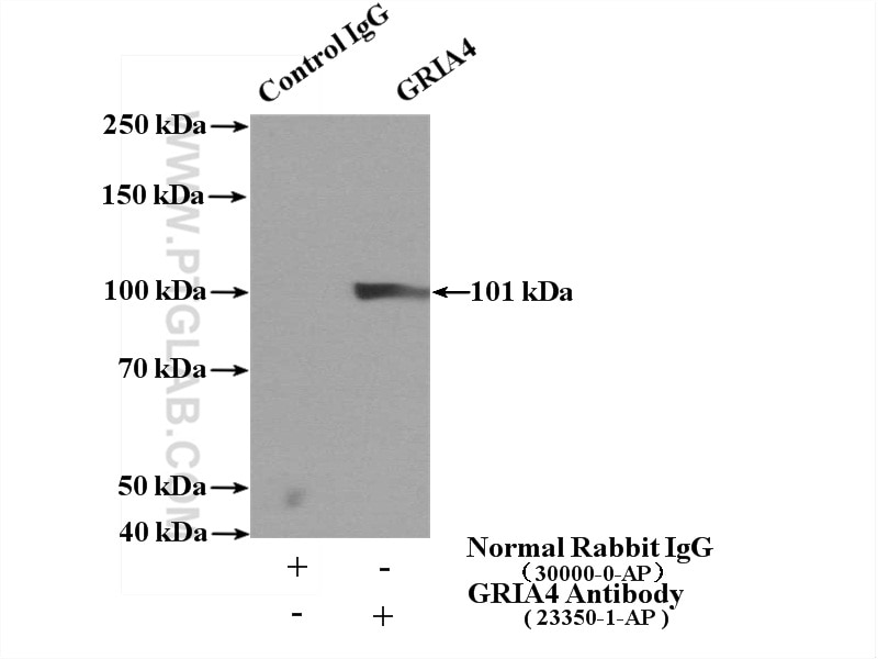 Immunoprecipitation (IP) experiment of mouse brain tissue using GRIA4 Polyclonal antibody (23350-1-AP)