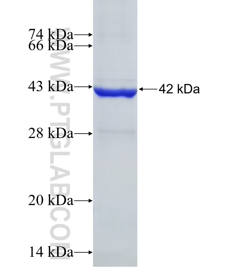 GRIA4 fusion protein Ag19933 SDS-PAGE