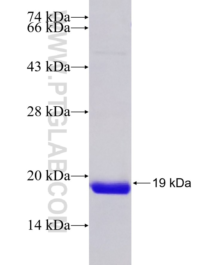 GRIA4 fusion protein Ag19949 SDS-PAGE