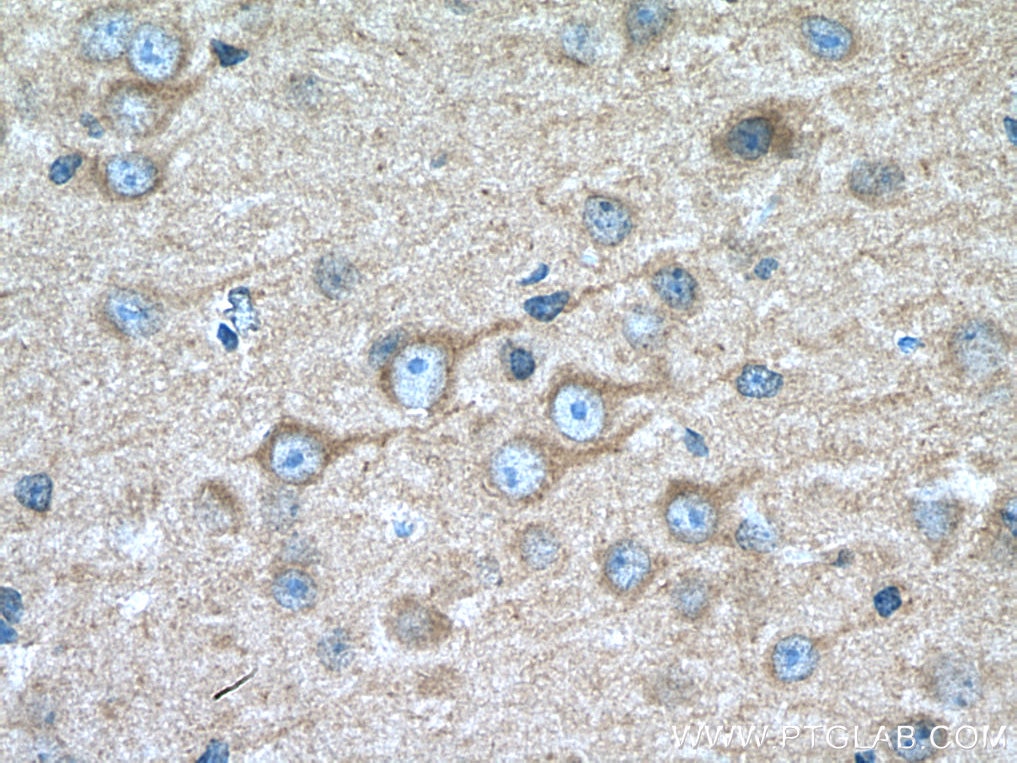 Immunohistochemistry (IHC) staining of mouse brain tissue using GRID1 Polyclonal antibody (13040-1-AP)