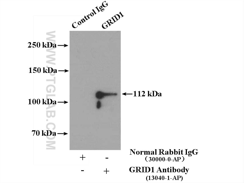 Immunoprecipitation (IP) experiment of mouse brain tissue using GRID1 Polyclonal antibody (13040-1-AP)