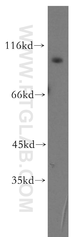 Western Blot (WB) analysis of human brain tissue using GRID1 Polyclonal antibody (13040-1-AP)