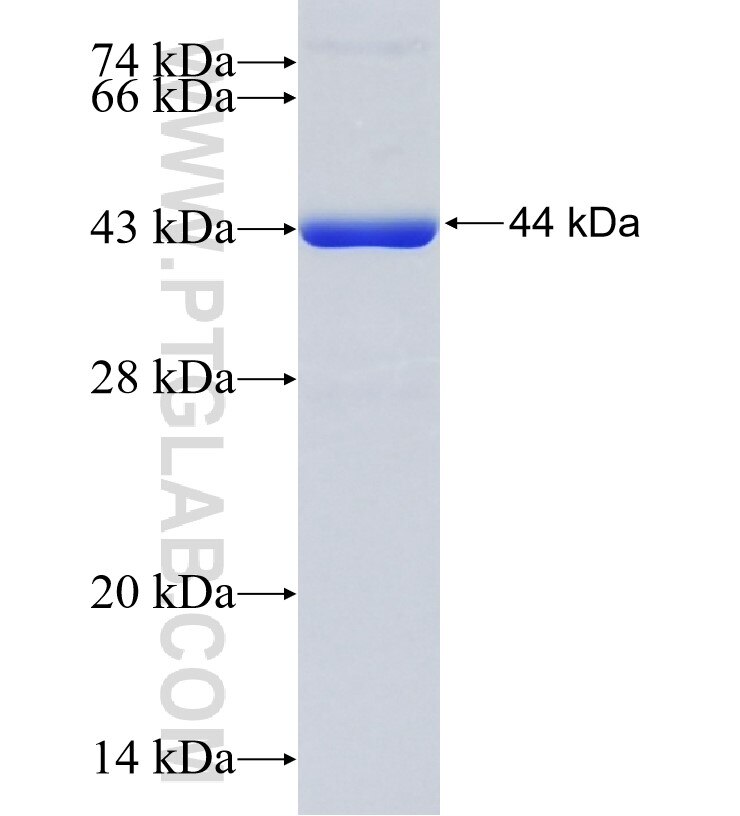 GRID1 fusion protein Ag28881 SDS-PAGE
