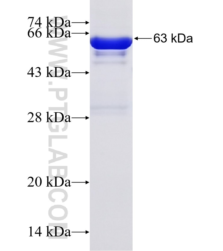 GRID1 fusion protein Ag3694 SDS-PAGE