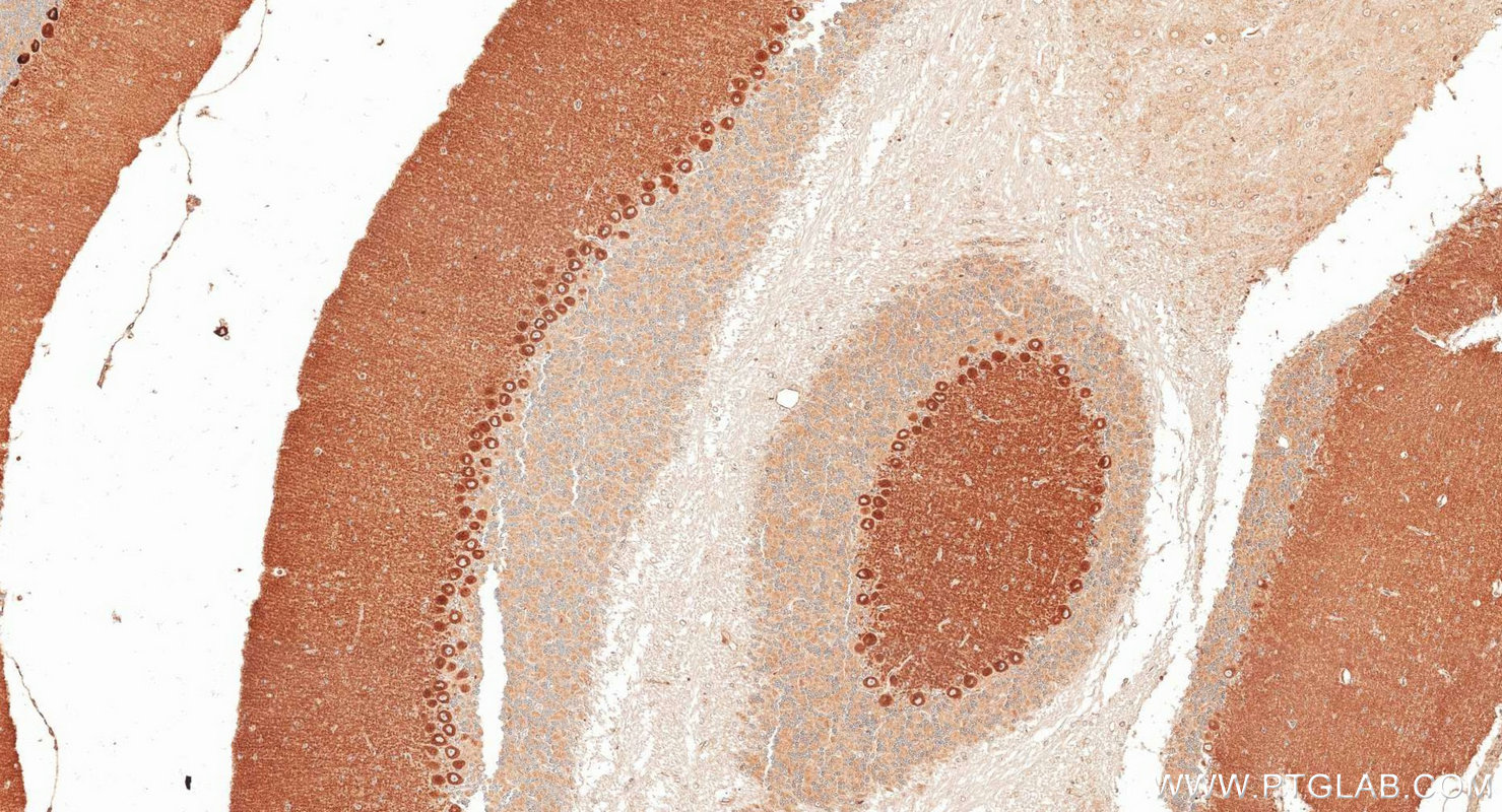 IHC staining of mouse cerebellum using 21727-1-AP (same clone as 21727-1-PBS) Immunohistochemistry (IHC) staining of mouse cerebellum tissue using GRID2 Polyclonal antibody (21727-1-AP)