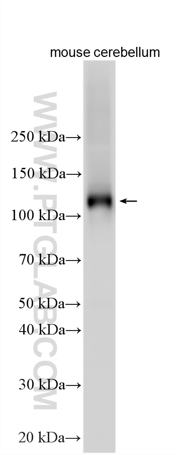 WB analysis using 21727-1-AP (same clone as 21727-1-PBS) Western Blot (WB) analysis of various lysates using GRID2 Polyclonal antibody (21727-1-AP)