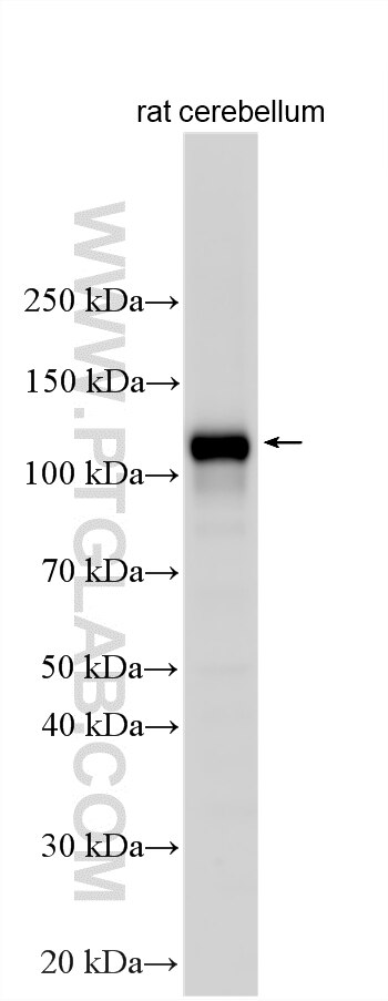 WB analysis using 21727-1-AP (same clone as 21727-1-PBS) Western Blot (WB) analysis of various lysates using GRID2 Polyclonal antibody (21727-1-AP)