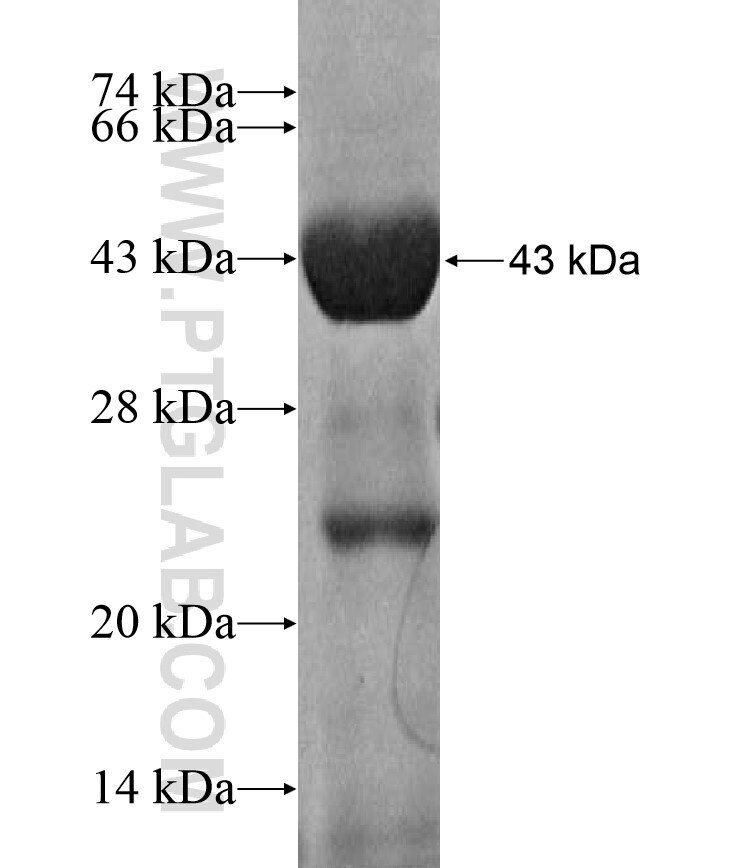 GRID2 fusion protein Ag17128 SDS-PAGE