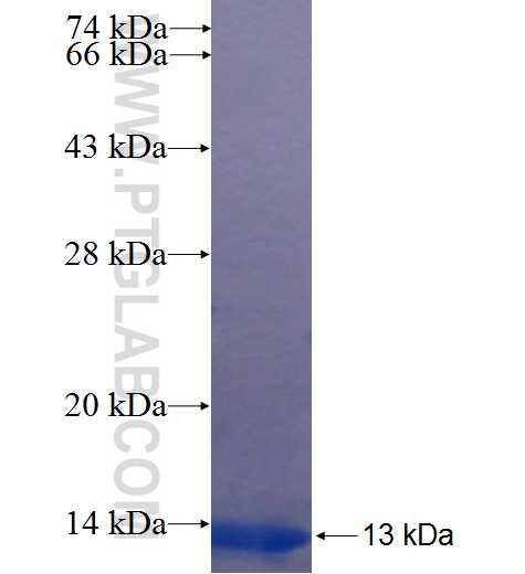 GRIK1 fusion protein Ag22664 SDS-PAGE