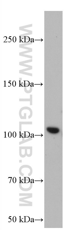 Western Blot (WB) analysis of HEK-293 cells using GRIK2 Monoclonal antibody (66631-2-Ig)