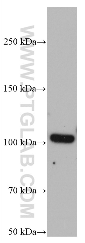 Western Blot (WB) analysis of SH-SY5Y cells using GRIK2 Monoclonal antibody (66631-2-Ig)