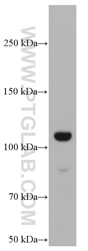 Western Blot (WB) analysis of PC-12 cells using GRIK2 Monoclonal antibody (66631-2-Ig)
