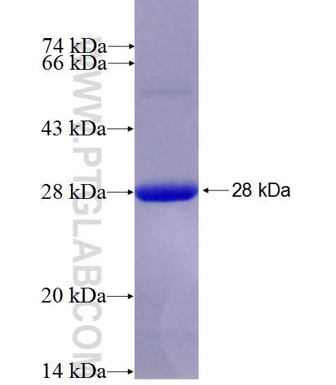 GRIK4 fusion protein Ag28148 SDS-PAGE
