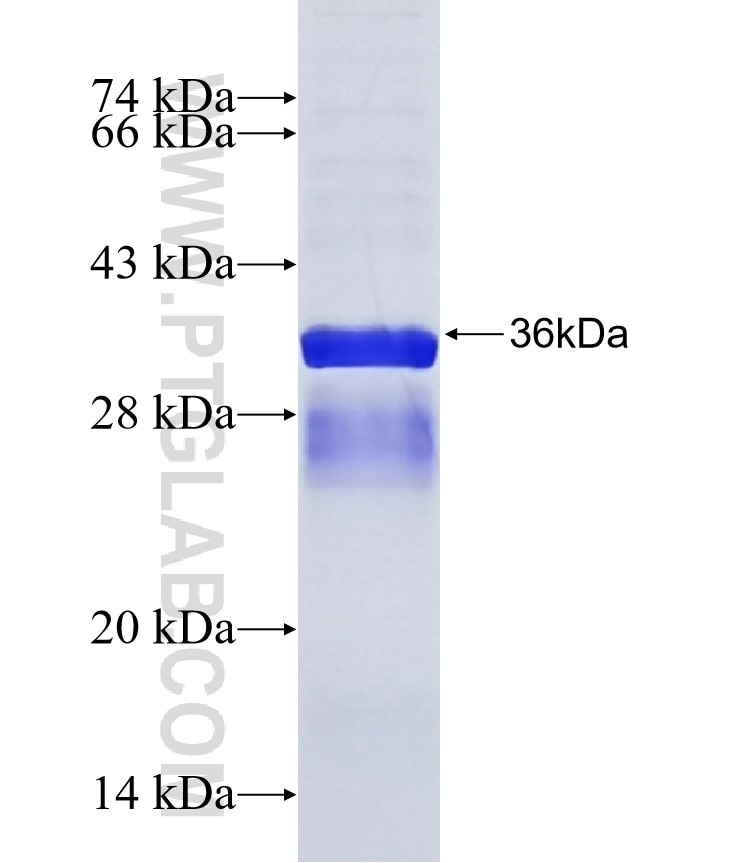 GRIK4 fusion protein Ag15574 SDS-PAGE