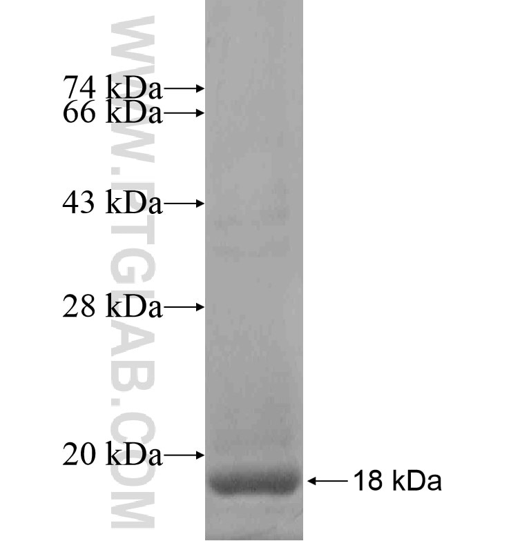 GRIK4 fusion protein Ag16680 SDS-PAGE