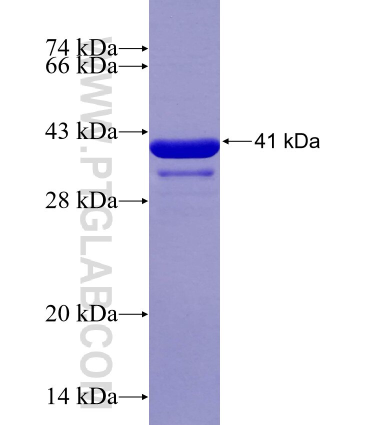 GRIK5 fusion protein Ag29363 SDS-PAGE
