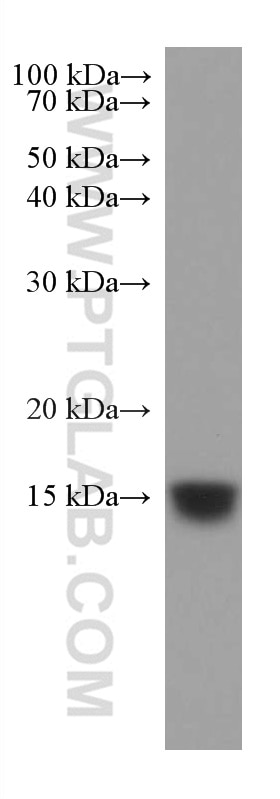 Western Blot (WB) analysis of LNCaP cells using GRIM19 Monoclonal antibody (67414-1-Ig)
