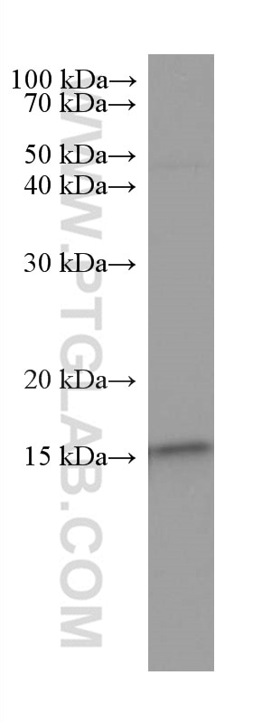 Western Blot (WB) analysis of HeLa cells using GRIM19 Monoclonal antibody (67414-1-Ig)