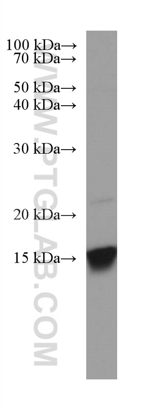 Western Blot (WB) analysis of HepG2 cells using GRIM19 Monoclonal antibody (67414-1-Ig)