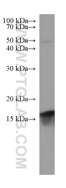 Western Blot (WB) analysis of HEK-293 cells using GRIM19 Monoclonal antibody (67414-1-Ig)
