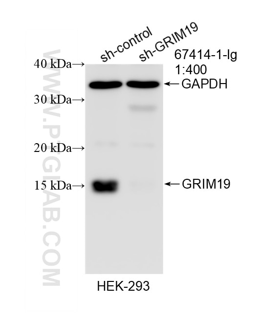 WB result of GRIM19 antibody (67414-1-Ig; 1:400; incubated at room temperature for 1.5 hours) with sh-Control and sh-GRIM19 transfected HEK-293 cells. Western Blot (WB) analysis of HEK-293 cells using GRIM19 Monoclonal antibody (67414-1-Ig)