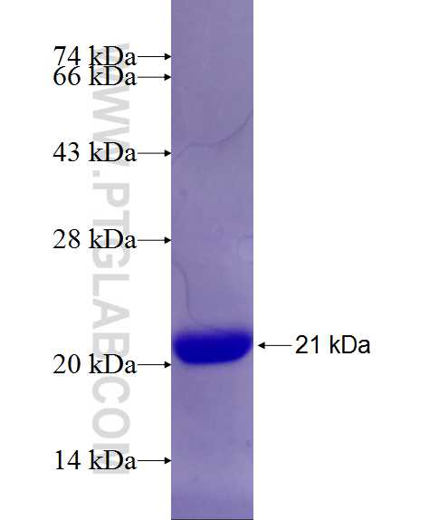 GRIM19 fusion protein Ag20855 SDS-PAGE