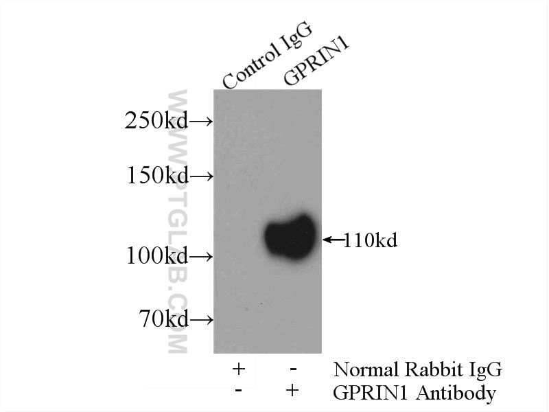 Immunoprecipitation (IP) experiment of mouse brain tissue using GPRIN1 Polyclonal antibody (13771-1-AP)
