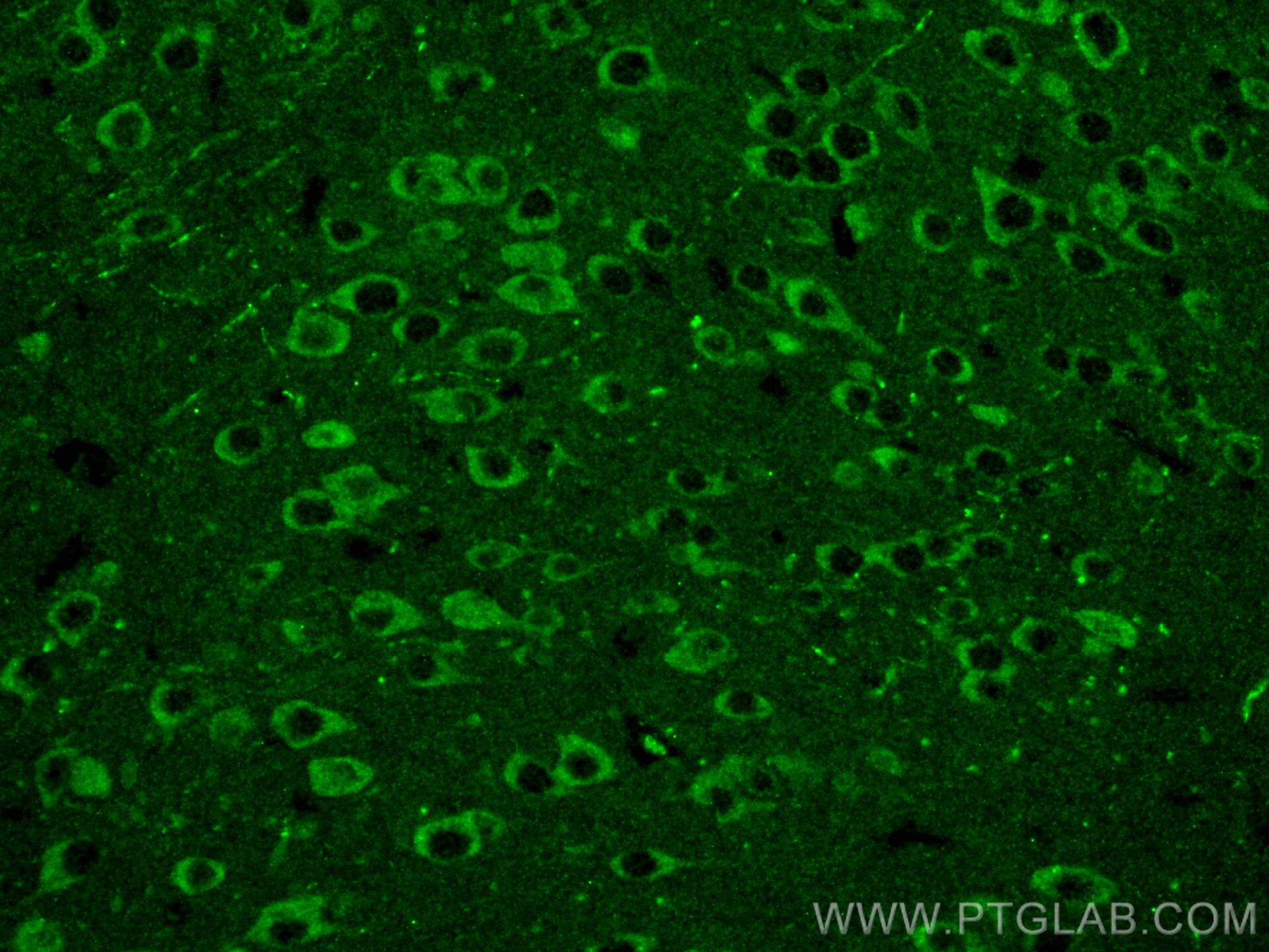 Immunofluorescence (IF) / fluorescent staining of mouse brain tissue using NMDAR1/GRIN1 Monoclonal antibody (67717-1-Ig)