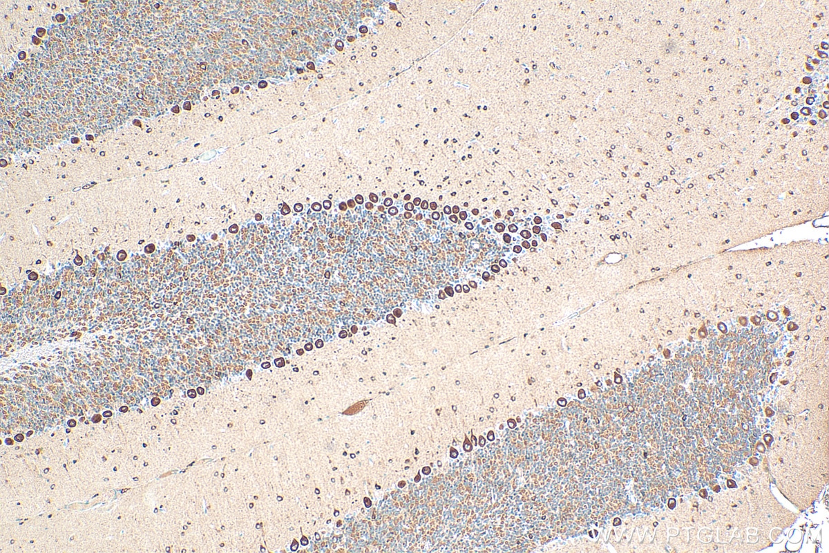 Immunohistochemistry (IHC) staining of mouse cerebellum tissue using GRIN1 Monoclonal antibody (67717-1-Ig)