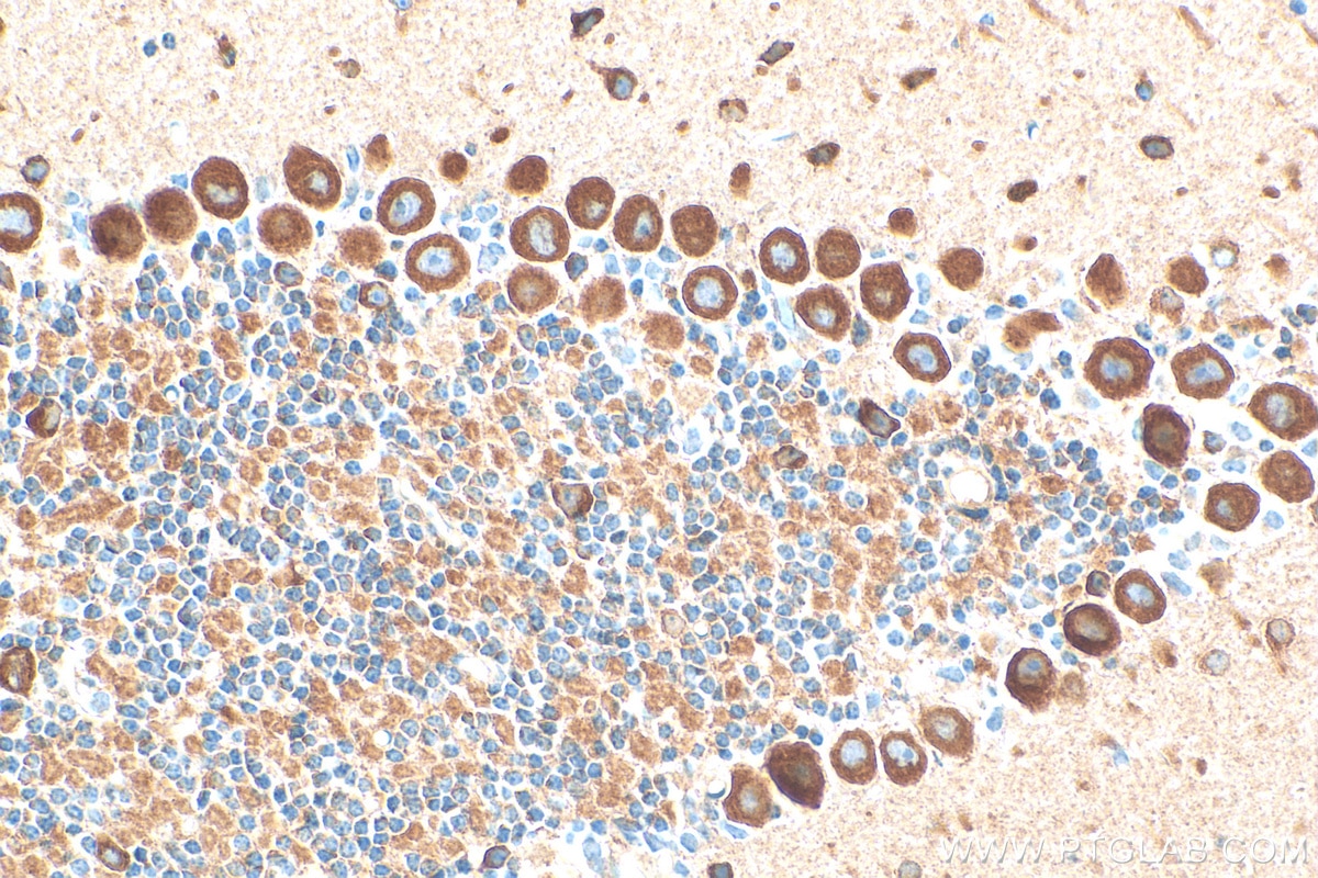 Immunohistochemistry (IHC) staining of mouse cerebellum tissue using NMDAR1/GRIN1 Monoclonal antibody (67717-1-Ig)