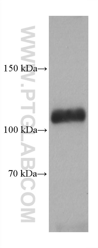 Western Blot (WB) analysis of rabbit cerebellum tissue using GRIN1 Monoclonal antibody (67717-1-Ig)