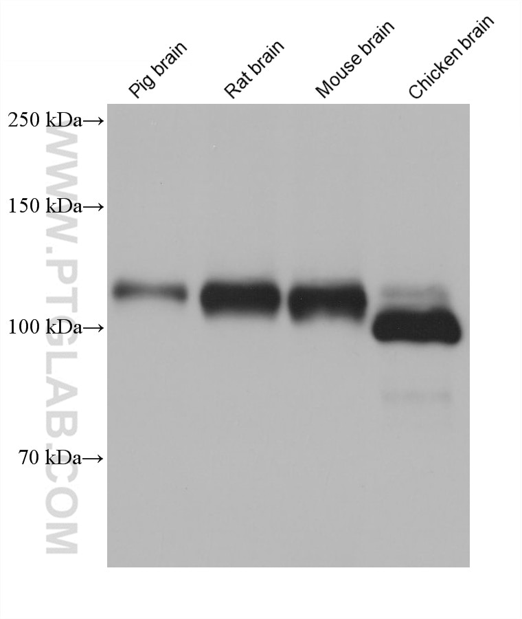 Western Blot (WB) analysis of various lysates using NMDAR1/GRIN1 Monoclonal antibody (67717-1-Ig)