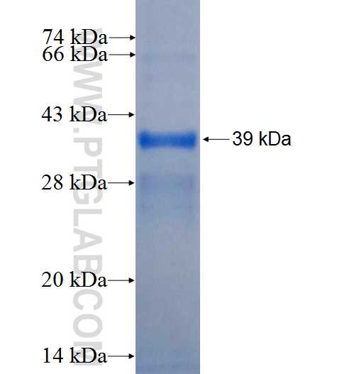 GRIN1 fusion protein Ag26364 SDS-PAGE