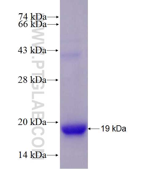 GRIN1 fusion protein Ag27929 SDS-PAGE