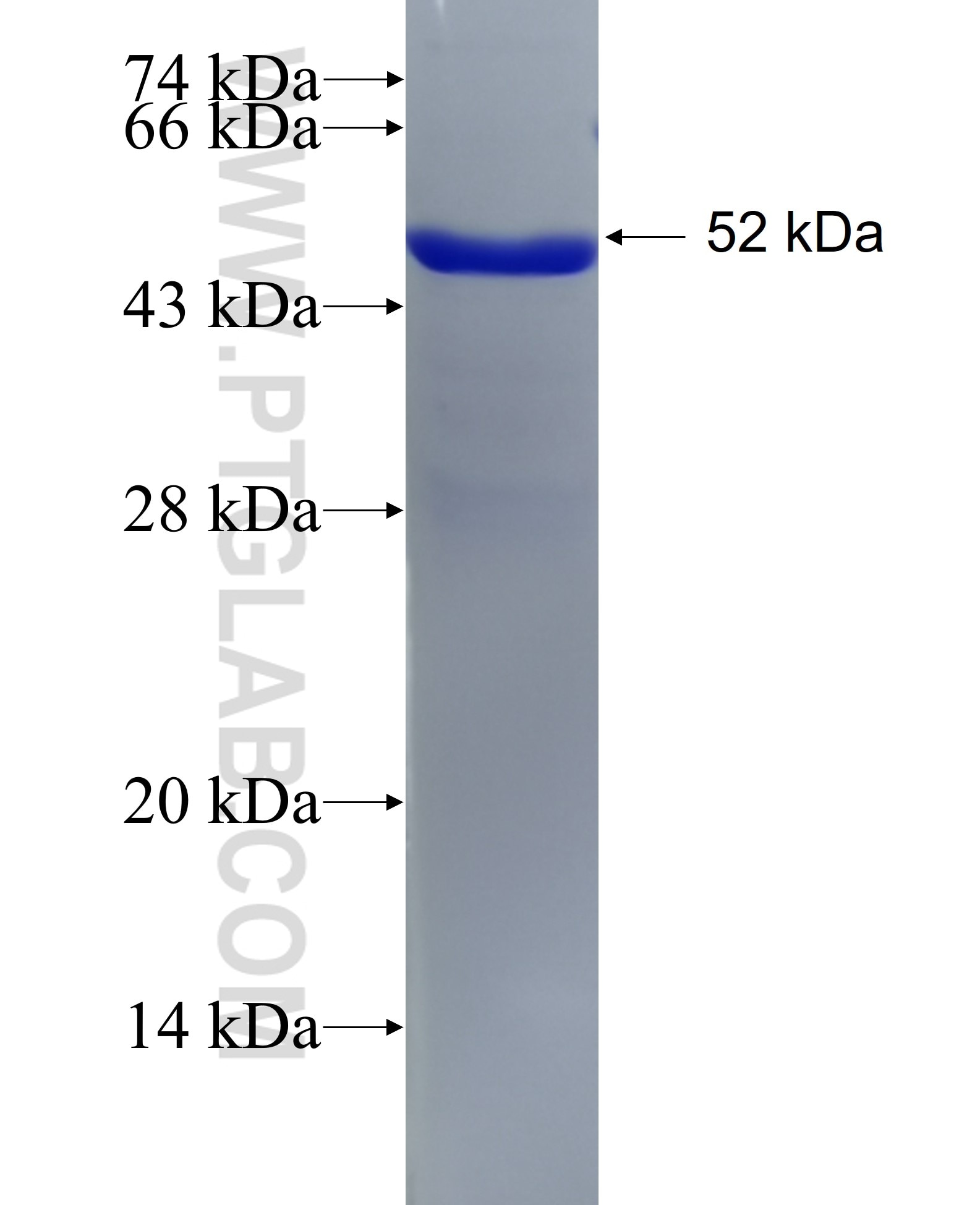 NMDAR2A/GRIN2A fusion protein Ag29101 SDS-PAGE