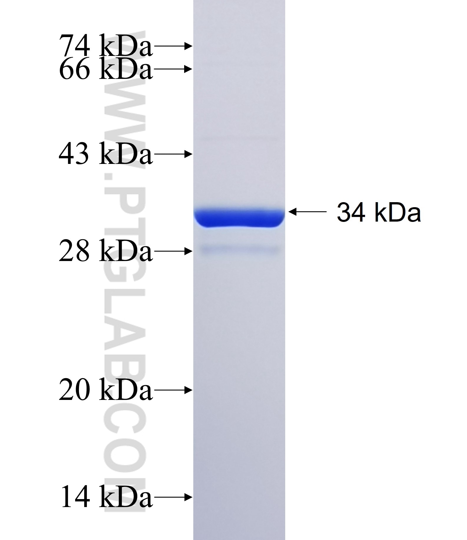 GRIN2C fusion protein Ag34831 SDS-PAGE GRIN2C fusion protein Ag34831 SDS-PAGE