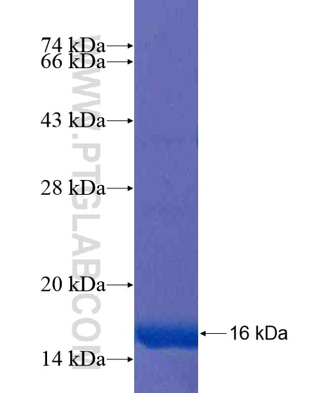 GRIN3A fusion protein Ag20416 SDS-PAGE