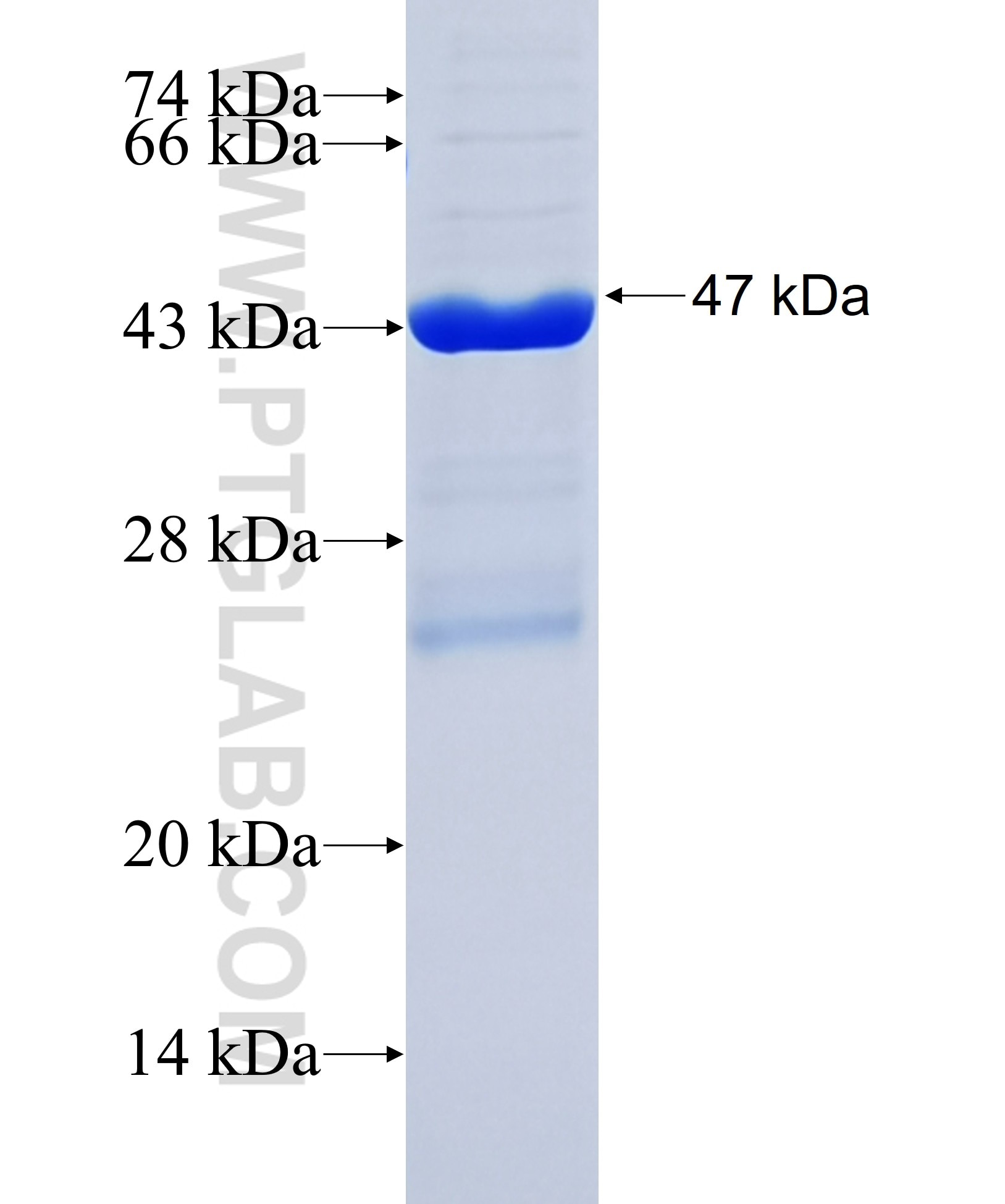 GRIN3B fusion protein Ag36107 SDS-PAGE