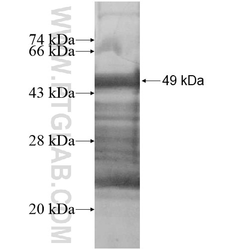 GRINA fusion protein Ag14716 SDS-PAGE