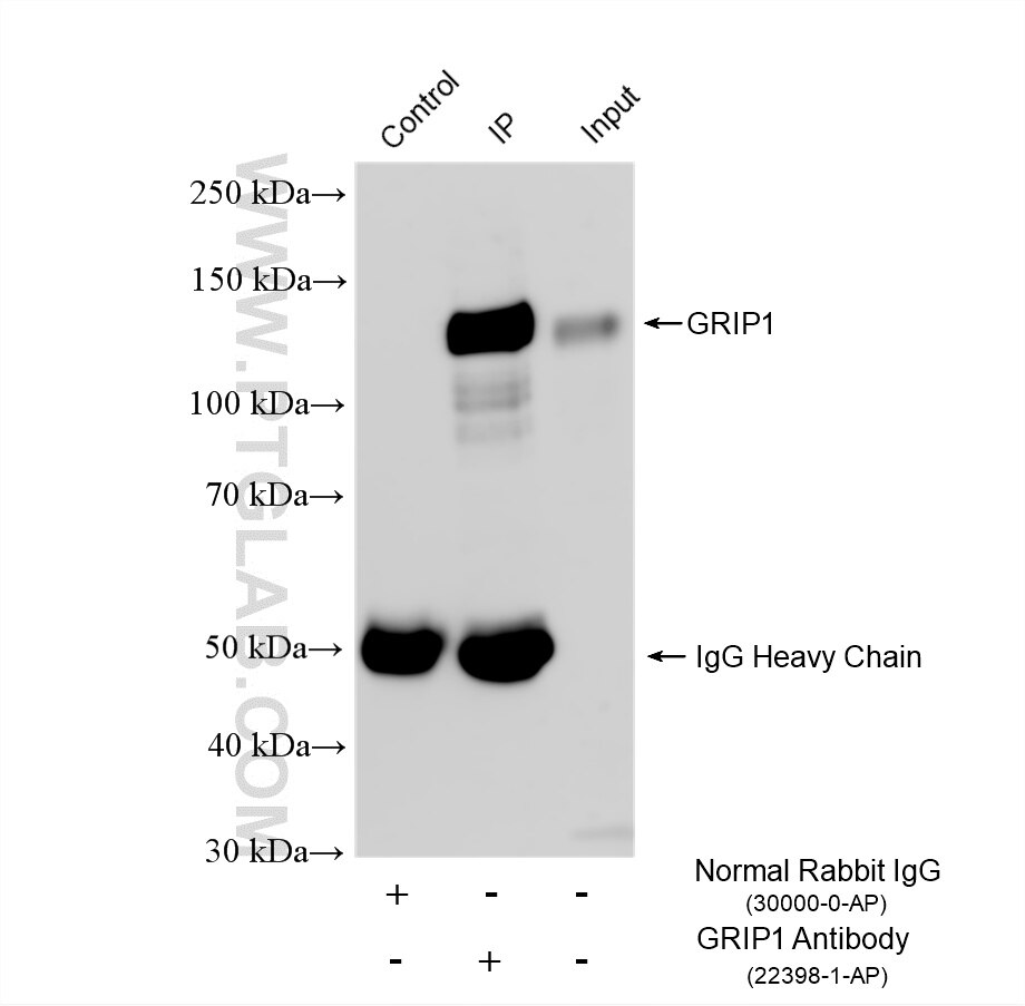 Immunoprecipitation (IP) experiment of rat brain tissue using GRIP1 Polyclonal antibody (22398-1-AP)