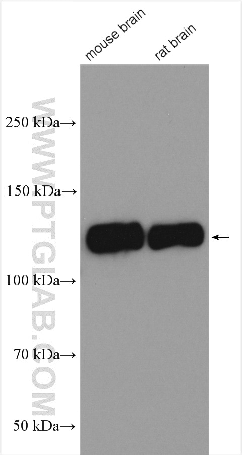 Western Blot (WB) analysis of various lysates using GRIP1 Polyclonal antibody (22398-1-AP)
