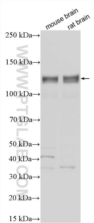 Western Blot (WB) analysis of various lysates using GRIP1 Polyclonal antibody (22398-1-AP)