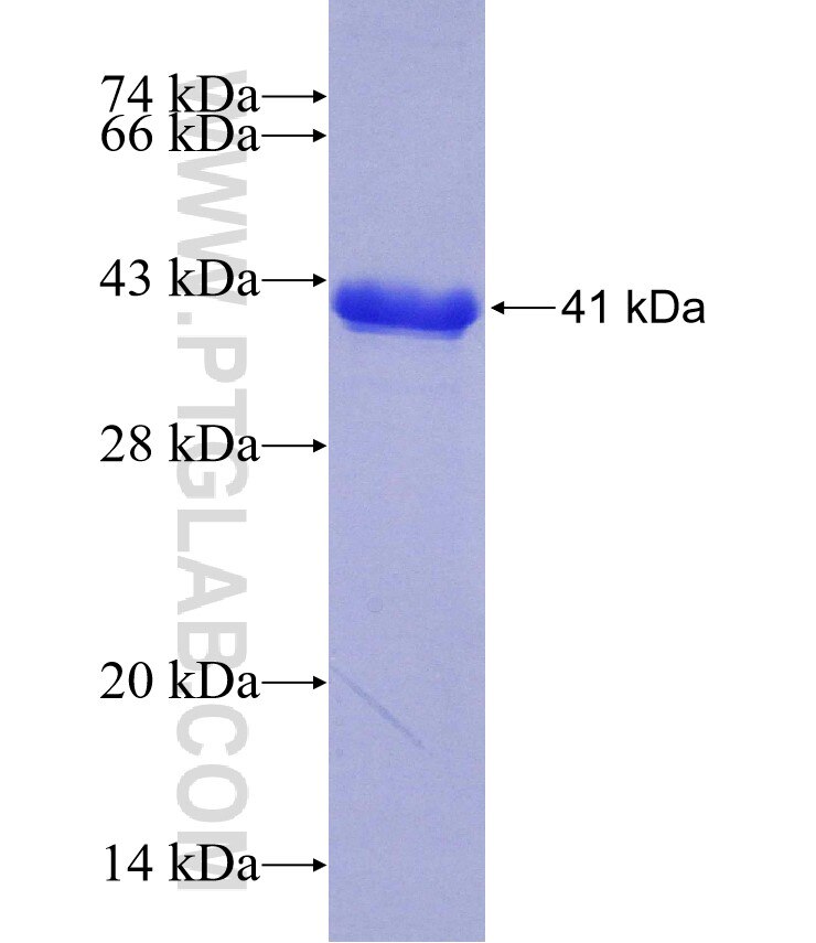 GRIP1 fusion protein Ag18071 SDS-PAGE