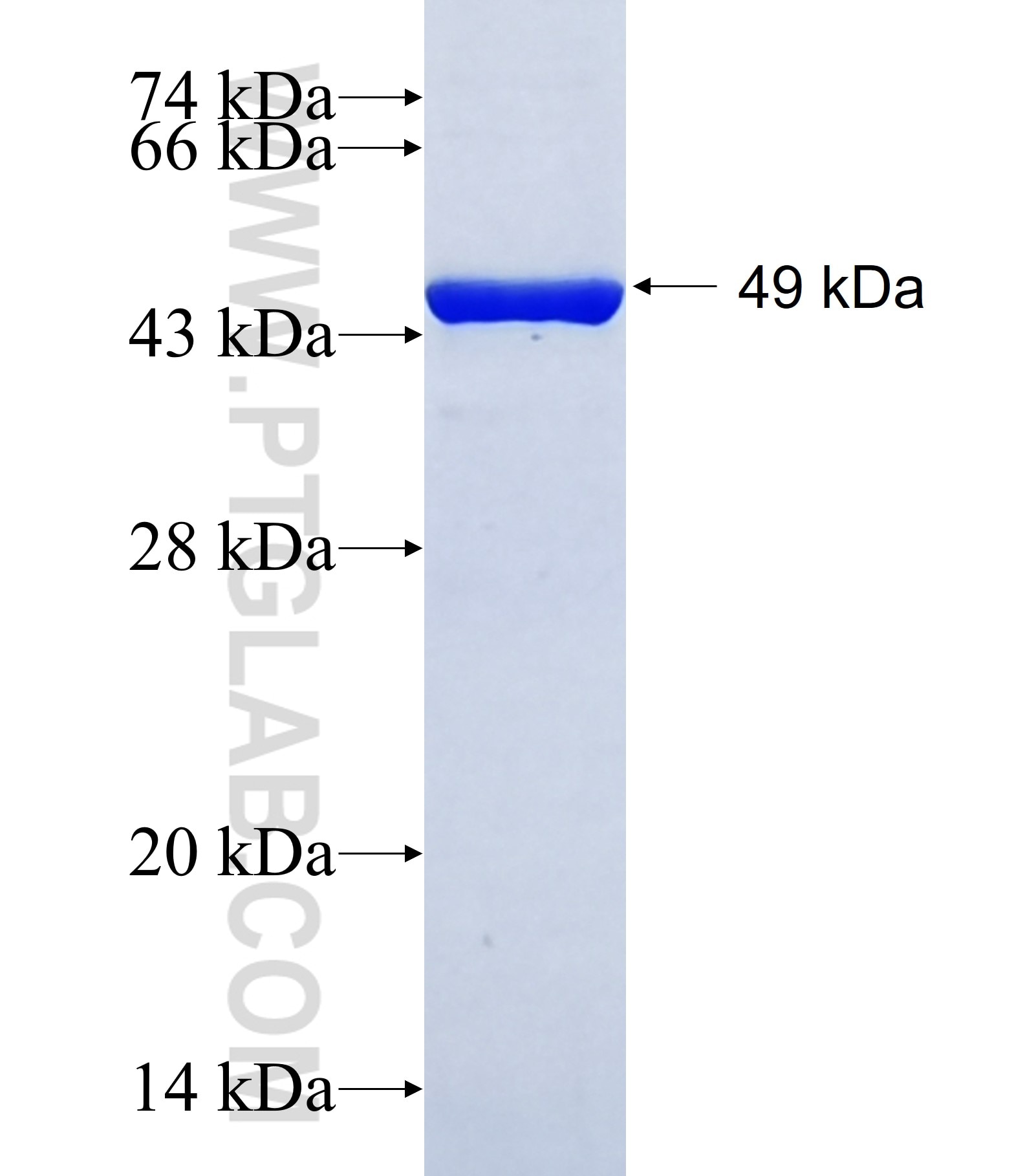 GRIP2 fusion protein Ag41507 SDS-PAGE
