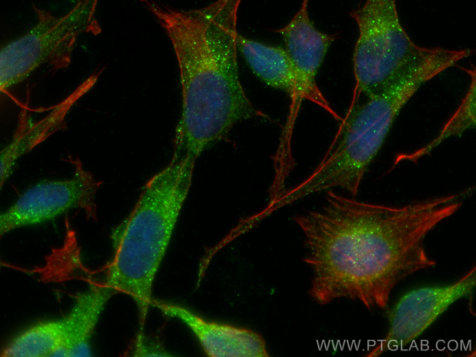 Immunofluorescence (IF) / fluorescent staining of SH-SY5Y cells using GRIPAP1 Polyclonal antibody (15806-1-AP)